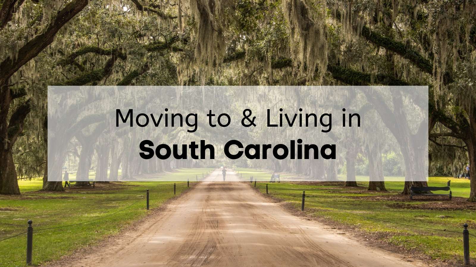 Shaded road with towing trees and “Moving to & Living in South Carolina” text overlay.